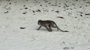 A long-tailed macaque monkey walking across a white sand beach covered with scattered dry leaves.
