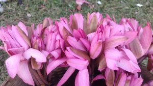 A close-up of vibrant pink water lilies packed together, showing delicate petals—some open, some closed—with dark stems and a soft, blurred grassy background.
