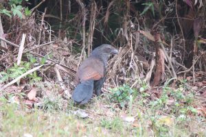 A Greater Coucal stands on a grassy forest floor.