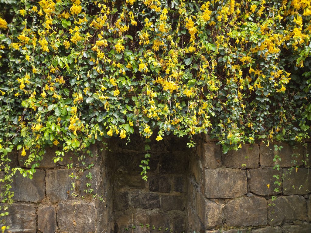A lush green wall with bright yellow flowers hanging in clusters. Below it is an old, rugged stone wall with visible texture.