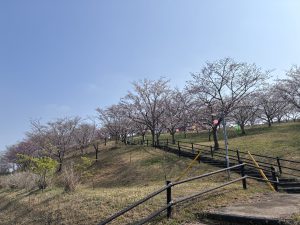Cherry blossoms with pink flowers and lanterns on a hillside along Ichizu Lake in Nagara.
