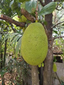 A large, oval-shaped green jackfruit hangs from a tree branch, covered in a textured surface with small, raised bumps.
