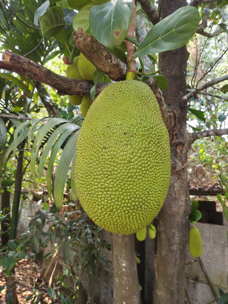 A large, oval-shaped green jackfruit hangs from a tree branch, covered in a textured surface with small, raised bumps.