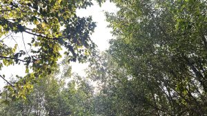 A canopy of green leaves from various trees, with sunlight filtering through, creating a bright, warm ambiance.