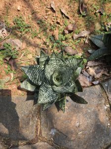 
A top-down view of a green succulent plant with striped leaves, showcasing a spiral shape.