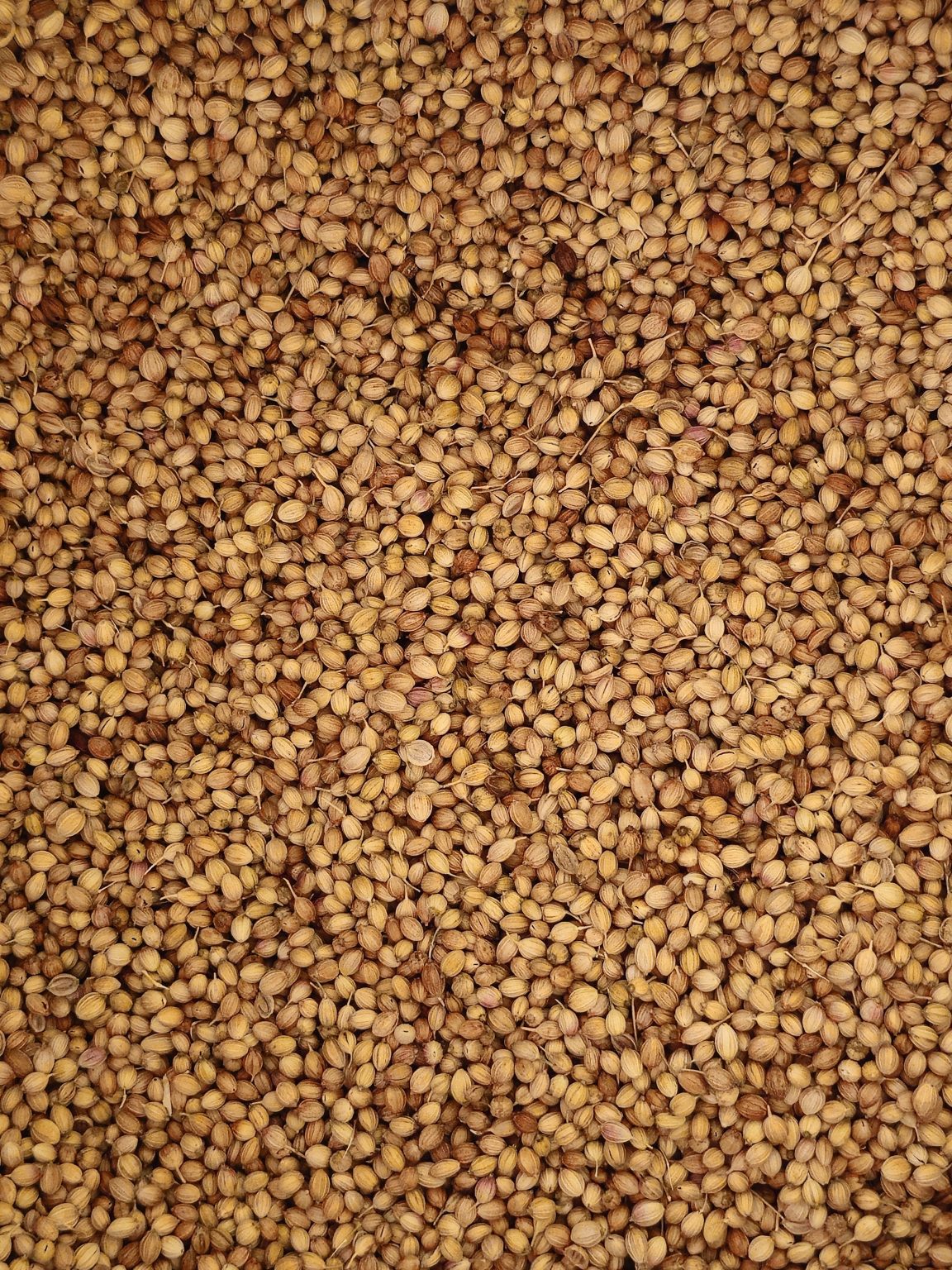 A close-up view of dried coriander seeds spread together, showing their natural texture and warm earthy color. A simple food ingredient photo taken in Mavoor, Kozhikode, Kerala.