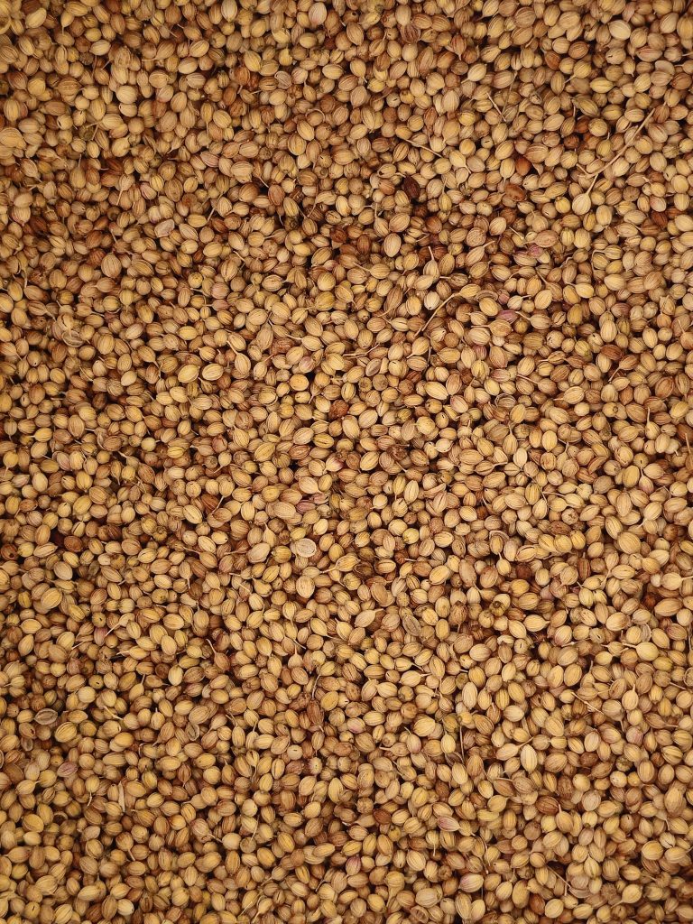 A close-up view of dried coriander seeds spread together, showing their natural texture and warm earthy color. A simple food ingredient photo taken in Mavoor, Kozhikode, Kerala.