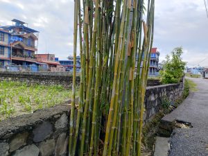 A cluster of tall green bamboo stalks beside a stone wall along a roadside, with houses and a cloudy sky in the background.