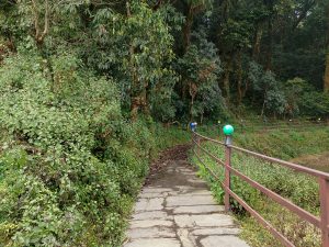 A narrow stone walkway curves through a dense green forest, bordered by a brown metal railing with colorful spherical lights. Thick vegetation and tall trees surround the peaceful path.