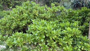 A close-up of shiny, bright green bushes on white sand, with tropical plants and a rocky cliff in the background, glowing under sunlight.
