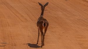 A full-body rear view of a slender Uganda kob antelope walking away on a wide, sunlit red dirt road with tire tracks, casting a soft shadow to the left.