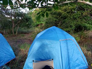 Bright blue dome tents set on a grassy campsite surrounded by dense trees under a clear sky.