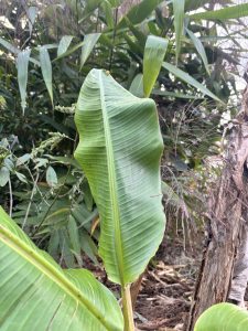 A close-up of a large green banana leaf with clear veins, surrounded by dense plants and thin stems.