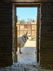 A four-horned sheep standing in a doorway.