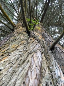 Giant cypress tree in Prusia, Cartago, Costa Rica.