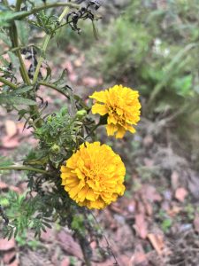 Two vibrant yellow marigold flowers are blooming on a green stem, surrounded by wispy leaves. 