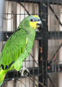 A vibrant green parrot with a yellow crown and blue markings on its head is perched on a metal cage.