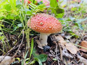 A bright red mushroom with white spots rises from the forest floor, surrounded by green plants, twigs, and fallen leaves.