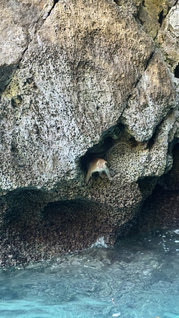 A small monkey peeks out from a rocky cliff cave, with the blue ocean below and its paws resting on the edge.