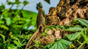 A colorful Red-headed Rock Agama lizard with a bright blue head and orange-spotted body climbing a tree, surrounded by green leaves and small yellow flowers.