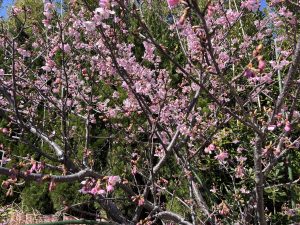 A close-up view of a cherry blossom tree in full bloom, featuring clusters of delicate pink flowers.