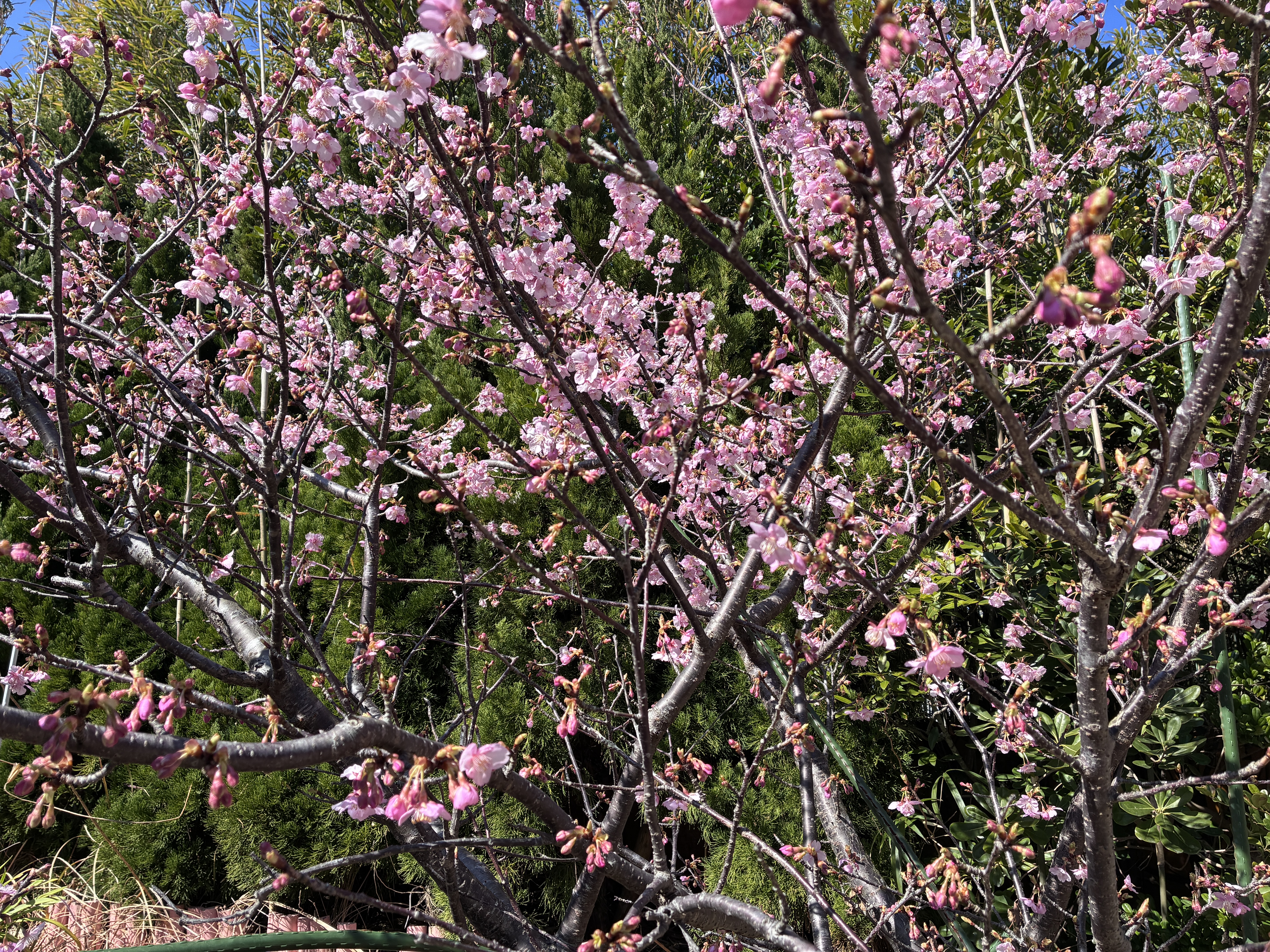A close-up view of a cherry blossom tree in full bloom, featuring clusters of delicate pink flowers.