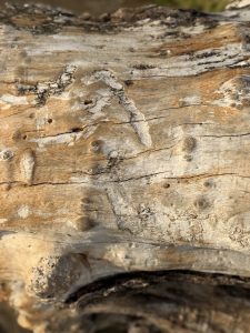 A close-up of a weathered tree trunk with deep cracks, knots, and warm beige-brown tones in soft natural light.