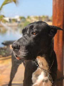 A striking close-up of a black-and-white Great Dane in profile, gazing sideways, with sunlight highlighting its amber eye and glossy coat against a soft tropical background
