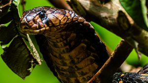 A high-definition close-up of a Ugandan Forest Cobra (Naja melanoleuca) camouflaged in green foliage, its raised head revealing glistening brown and black scales with intricate texture