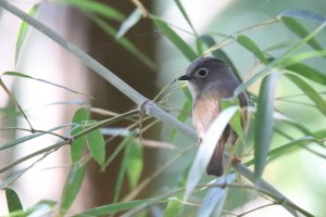 A Huet's Fulvetta perched on a bamboo branch, looking to its left.