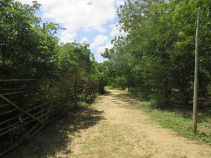 A sunny dirt path winds through lush green trees and shrubbery. On the left, a fence made of thin, crisscrossed wooden branches runs alongside the trail. Dappled shadows stretch across the ground under a bright blue sky filled with white clouds, creating a peaceful, natural walkway.