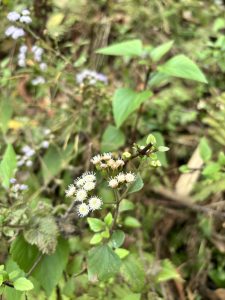 A small white flower surrounded by several tiny white flowers, showcasing delicate petals and a soft appearance