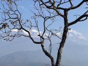 A bare, leafless tree branches frame the foreground, with a backdrop of snow-capped mountains under a clear blue sky. The mountains rise majestically, contrasting with the dark silhouette of the tree.
