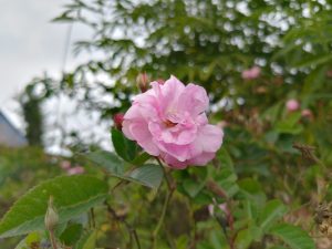 Close-up of a pink rose flower with green leaves, set against a blurred background of greenery and a cloudy sky.