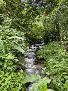 A lush, green landscape featuring a small, flowing stream surrounded by dense foliage. 