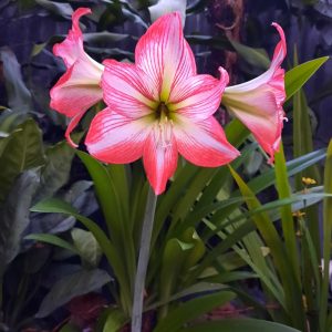 Close-up of a pink and white striped amaryllis flower with green stamens, set against lush green foliage.