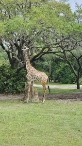 A giraffe stands in profile in a grassy, wooded park setting.