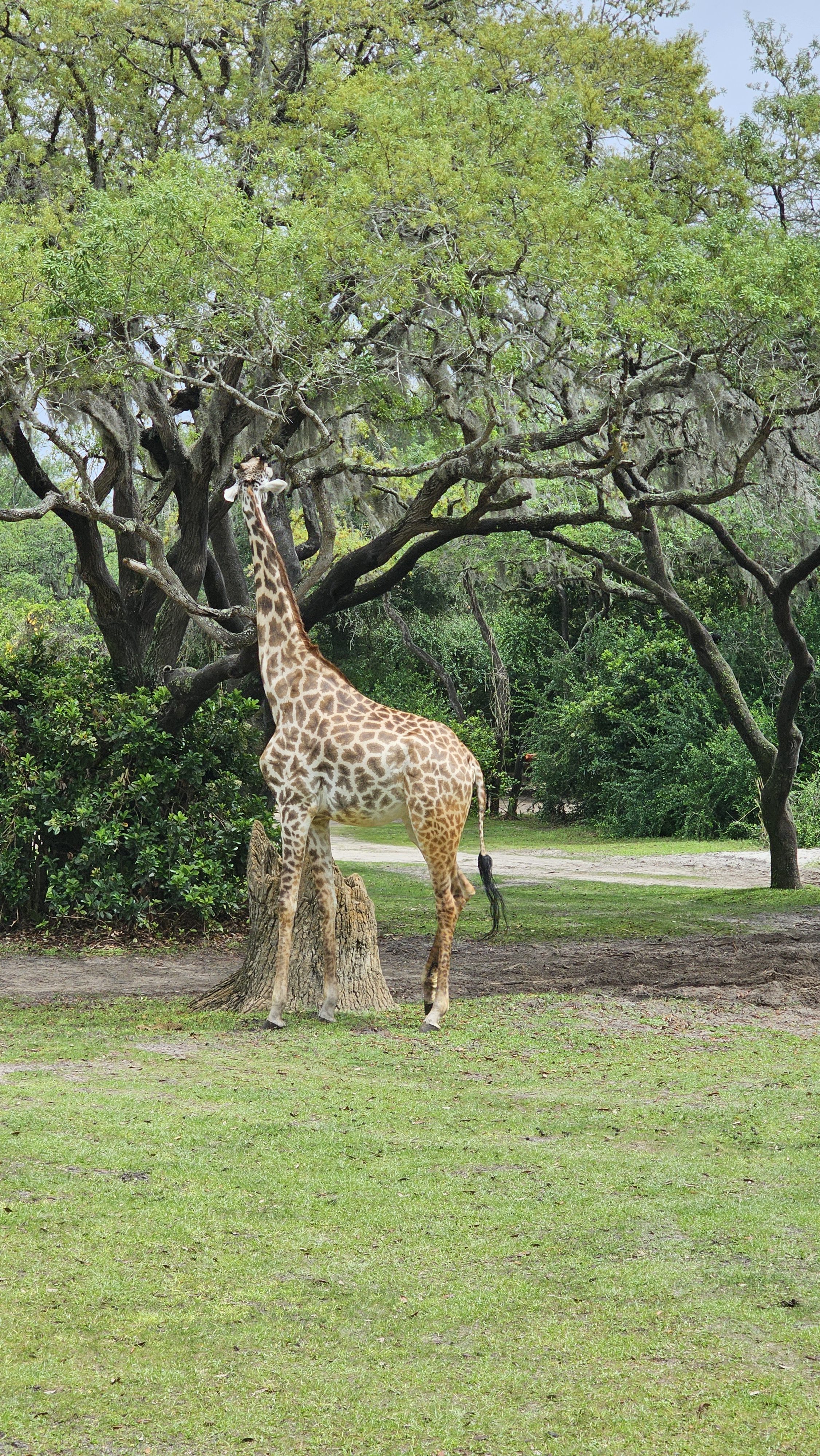 A giraffe stands in profile in a grassy, wooded park setting.