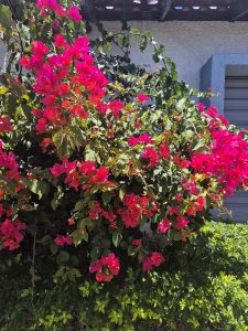 A vibrant display of bougainvillea flowers in shades of bright pink, densely clustered on a green leafy bush. The background features a textured wall and a portion of a garage door, with sunlight illuminating the colorful blooms and leaves.