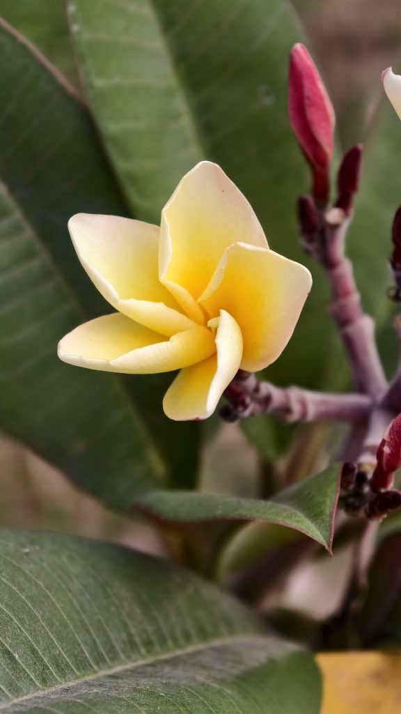 A close up shot of a yellow and white plumeria flower with a bright yellow center and soft petals.