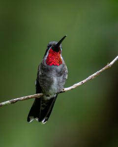 

A close-up of a Costa Rica Colibri (hummingbird) perched on a thin branch.