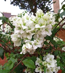A dense cluster of white bougainvillea bracts with small green centers grows on a thorny brown branch, with green leaves among the blooms.