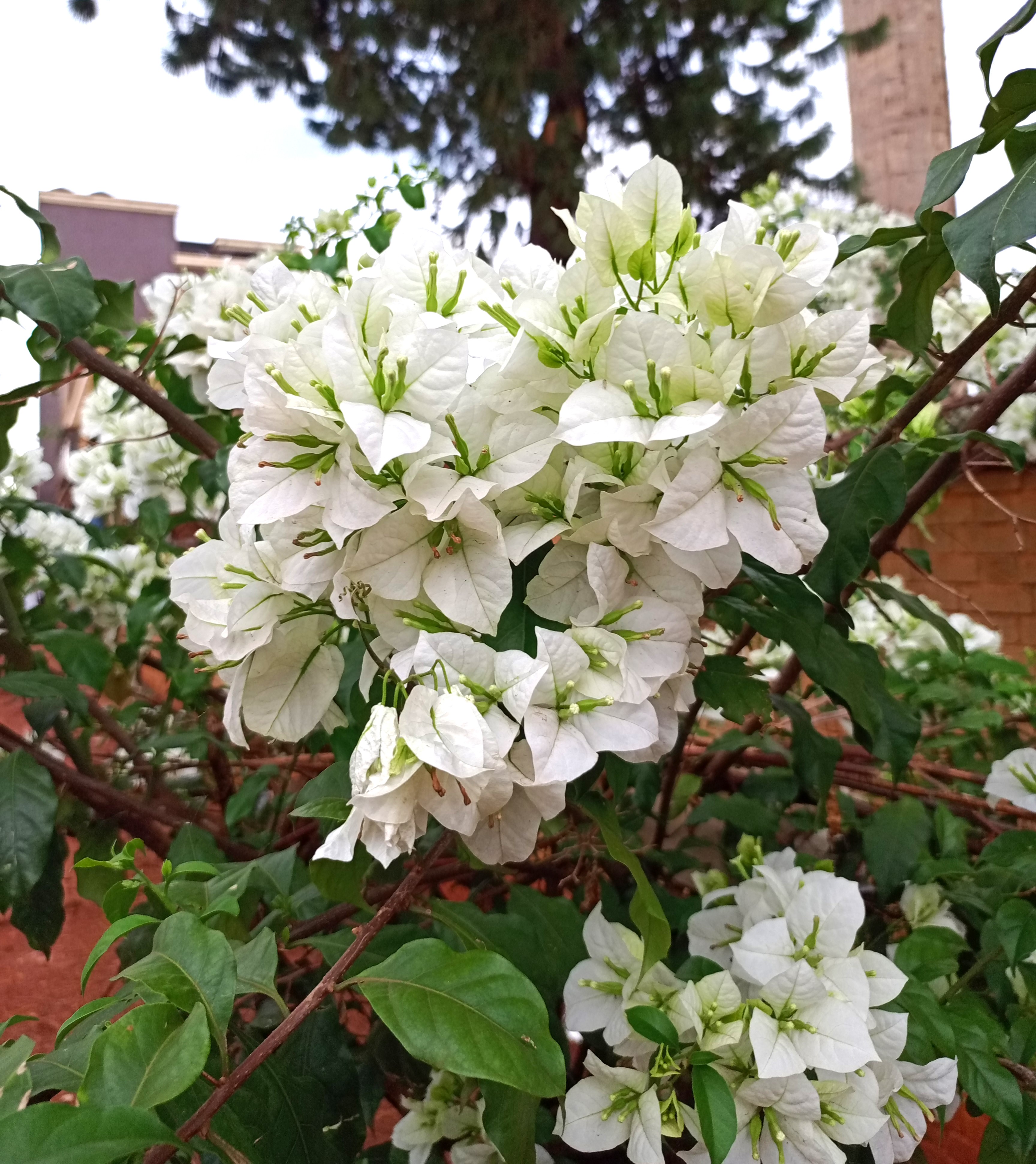 A dense cluster of white bougainvillea bracts with small green centers grows on a thorny brown branch, with green leaves among the blooms.