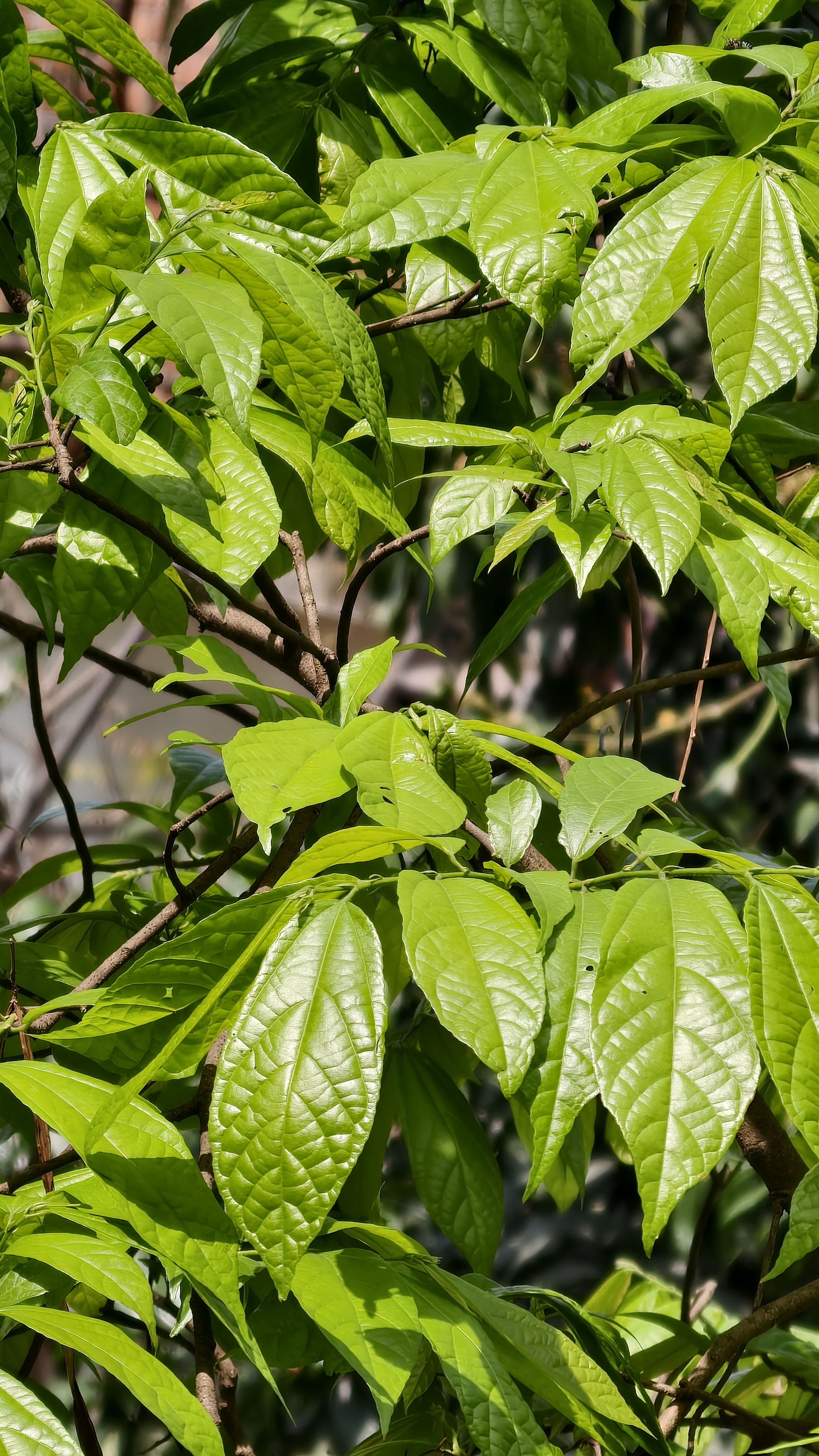 Close up view of vibrant green leaves on tree branches illuminated by bright sunlight showing detailed leaf veins and textures.