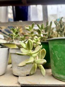 
A close-up shot of a succulent plant with green leaves, positioned in front of several pots