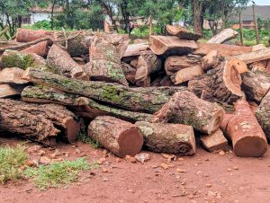 A pile of wooden logs is stacked haphazardly on a reddish-brown dirt surface.