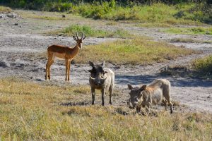 Two Warthog stand on a grassy path with an Impala in the background in Masai Mara.
