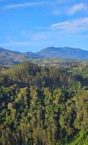 A breathtaking view of rolling green hills and dense forests under a clear blue sky, with a majestic mountain peak rising in the distance.