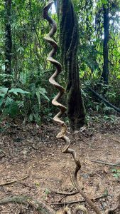 
A spiraling vine stands vertically against a backdrop of lush green foliage in a rainforest