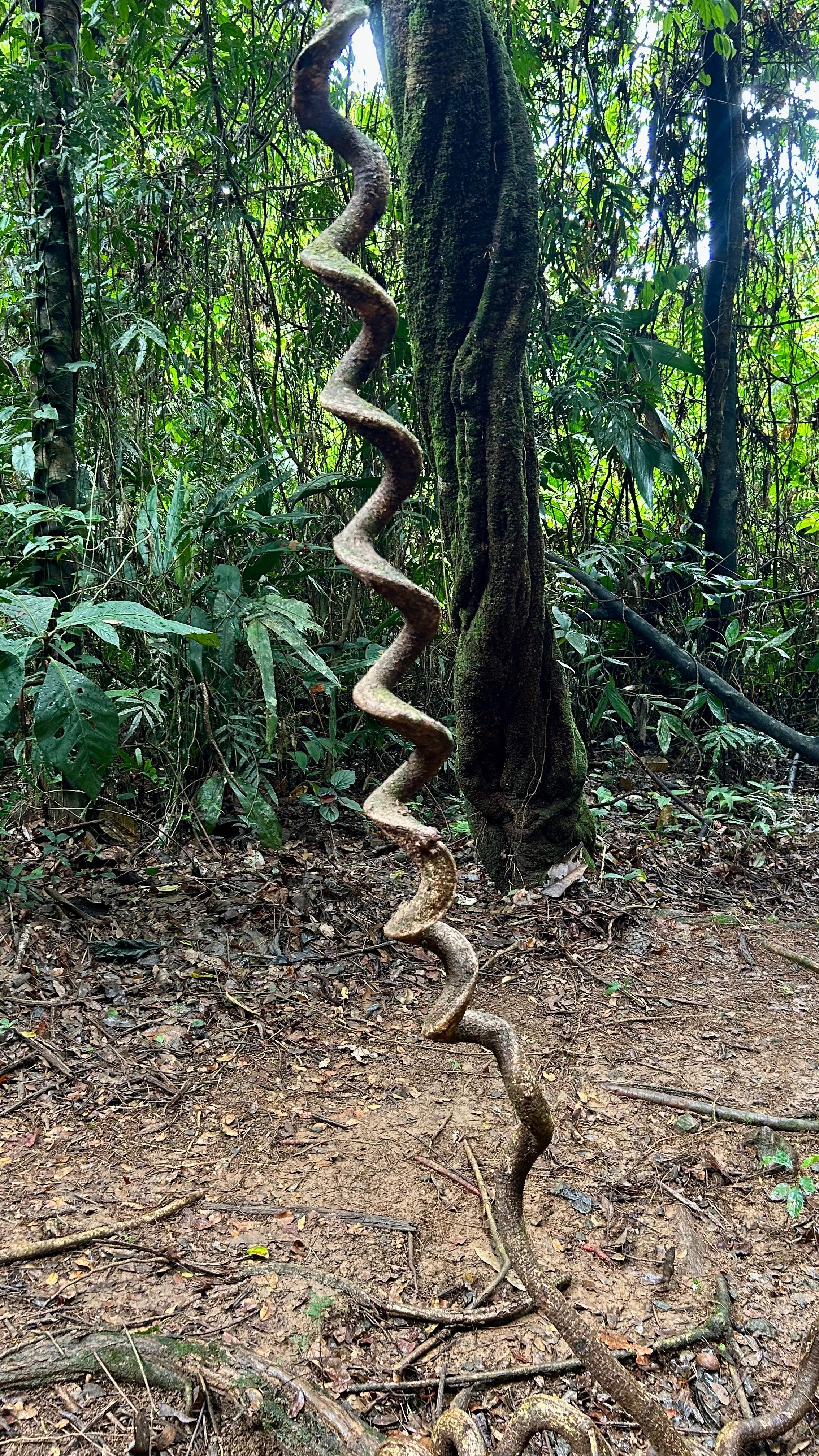 A spiraling vine stands vertically against a backdrop of lush green foliage in a rainforest